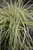 Evercolor Everoro Carex Foliage