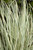 Platinum Beauty Lomandra Blades of Grass