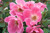 Pink Knock Out Rose Pink Flowers