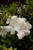 Autumn Ivory Encore Azalea Flower