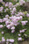 Early Bird Lavender Crape Myrtle Flowers