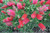Scarlet Bottlebrush  Red Flowers