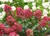 Fire Light Hydrangea Flowers Close Up