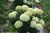 Mophead Invincibelle Limetta Hydrangea Flowers