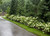 Row of Little Lime Hydrangea Bushes Next to Driveway