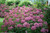 Invincibelle Mini Mauvette Hydrangea Foliage and Blooms