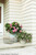 Cityline Vienna Hydrangea in Planters on Porch