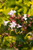 Ruby Anniversary Abelia Foliage