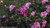 Bloom-A-Thon Pink Azalea Shrub Blooming and Leaves