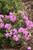 Amy Cotta Rhododendron Shrub