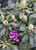 Dandy Man Purple Rhododendron Flower Buds