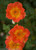 Dark Oso Easy Paprika Rose Flowers Close Up