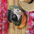 Paradise Parrot Head Wall Sculpture Hung on the Wall