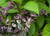 Jazz Hands Variegated Loropetalum With Purple Leaves