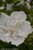 White Chiffon Hibiscus Flower