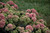 ROCK 'N GROW® 'Coraljade' Sedum flowering
