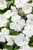 Soprano® White Bedding Impatiens flowers