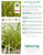 CAREX 'Everglow' Plant Tag Information
