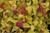 Double Play Candy Corn Spirea Shrub Leaves and Flowers