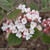 Spice Girl Viburnum Shrub With White and Red Flowers