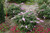 Pugster Pink Butterfly Bush in Landscaping