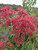 Temple of Bloom® Seven Son Flower Plant Addicts Temple of Bloom® Seven Son Flower Plant Addicts