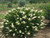 Sugartina Summersweet Bush in Landscaping with White Blooms