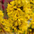 Show Off Starlet Forsythia with Yellow Blooms Up Close