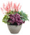 Dolce Spearmint Coral Bells in Pot wh other Heuchera Plants