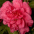 Alabama Beauty Camellia Flower