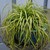 Healthy EverColor Eversheen Carex