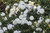 White Drift Rose Shrub Covered in Blooms