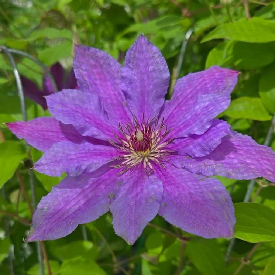 Tumaini™ Clematis purple bloom