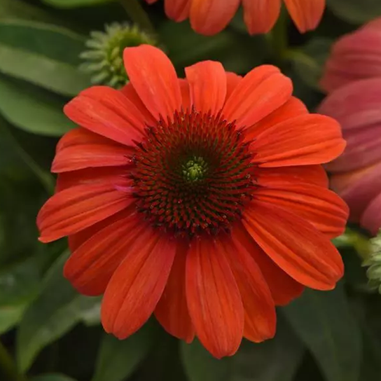 Sombrero® Mandarin Mambo Coneflower