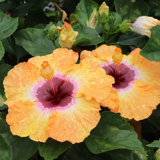 Golden Globe Tropical Hibiscus orange bloom