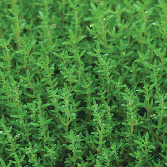 Salem Rosemary Foliage Close Up