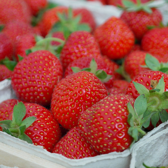 Allstar Strawberries Just Picked