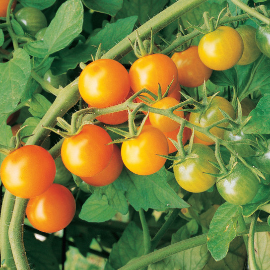 Sungold Cherry Tomatoes on the Vine
