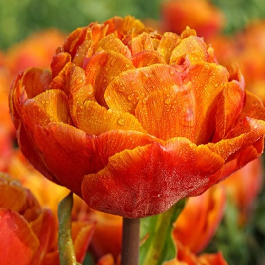 Gudoshnik Double Tulip Bulbs flower