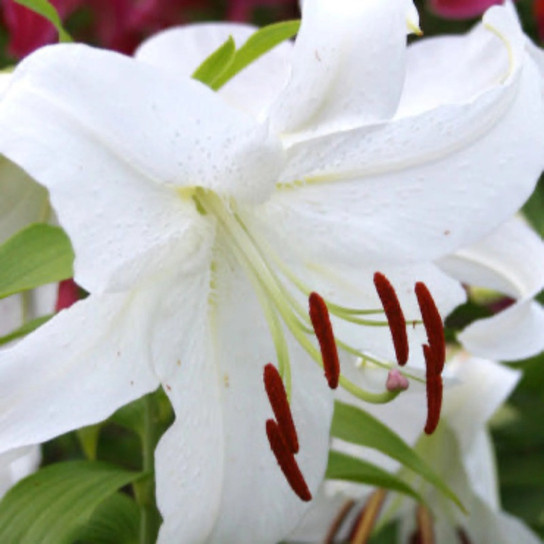 Casa Blanca Oriental Lily Bulbs flower