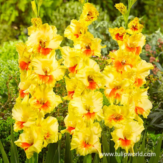 Jester Gladiolus Bulbs flowers