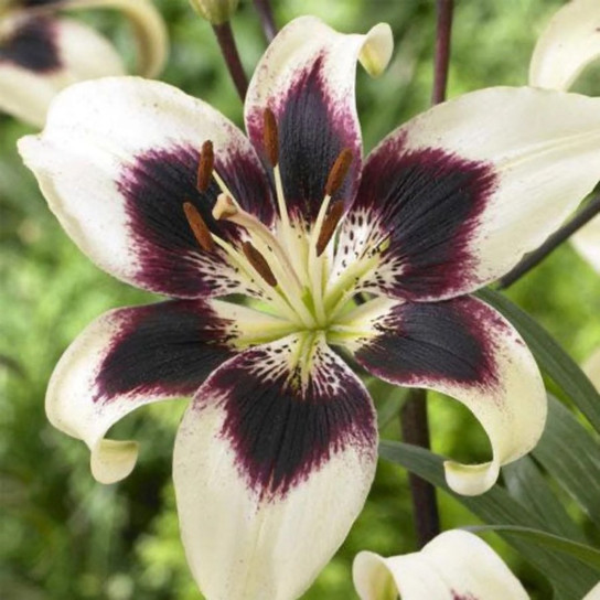 Patricia's Pride Asiatic Lily Bulbs flower