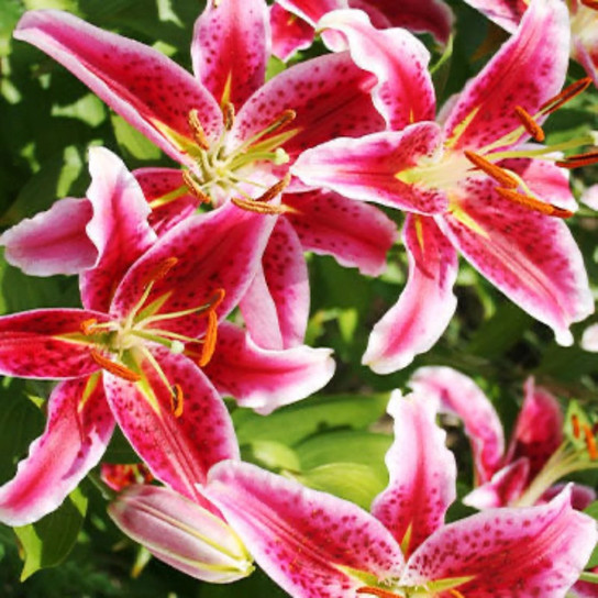 Stargazer Oriental Lily Bulbs flowers