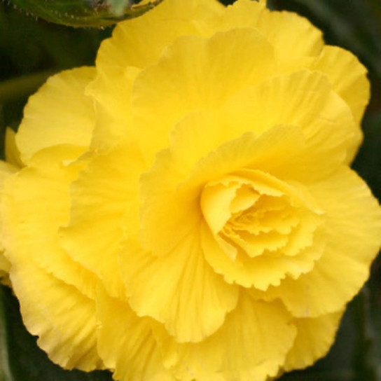 Yellow Double Begonia Bulbs flower