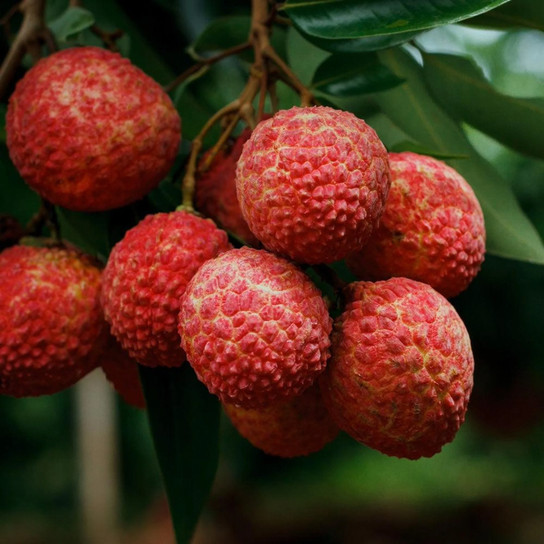 Brewster Lychee Tree Close-Up