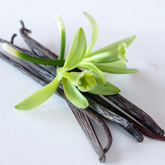Vanilla Bean Plant Close-Up Vanilla Bean Plant Close-Up