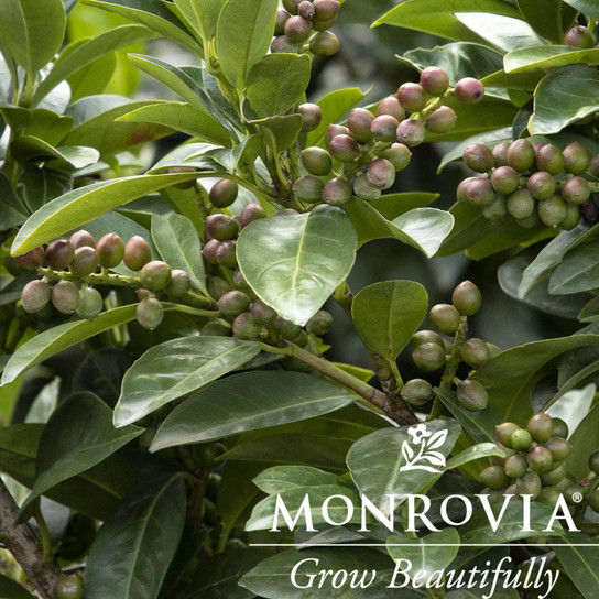 Volcano Cherry Laurel Topiary