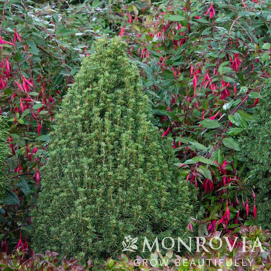 Tiny Tower® Dwarf Alberta Spruce in the garden