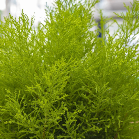 Wilma Goldcrest Lemon Cypress Close-Up