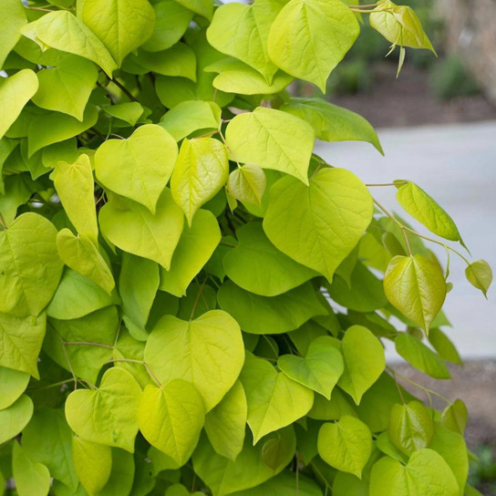 Golden Falls® Redbud Tree Close Up